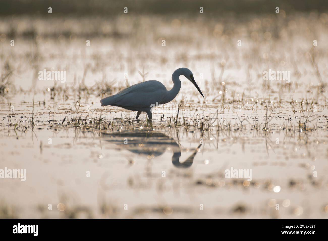 Grand oiseau d'aigrette reposant dans l'herbe Banque D'Images