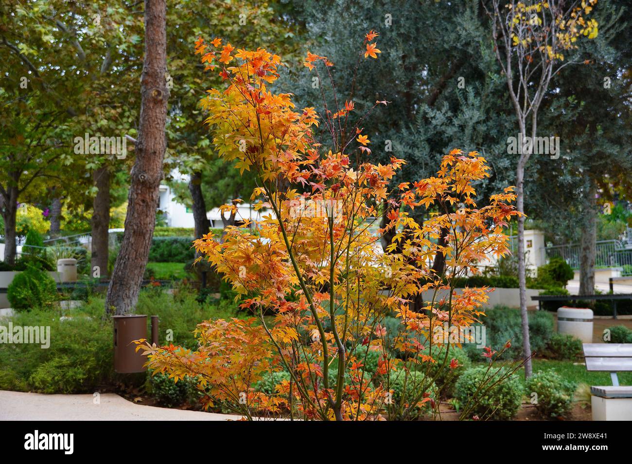 Érable japonais, ou Acer palmatum avec des feuilles d'orange en automne Banque D'Images