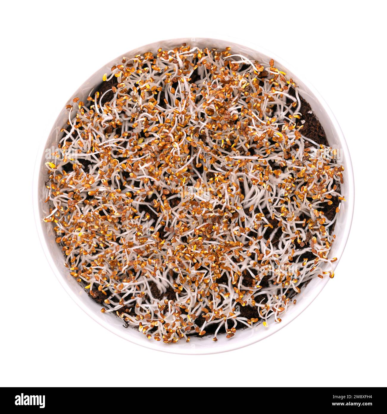 Germes de luzerne germant sur le sol humus, dans un bol blanc. Cotylédons de Medicago sativa, avec de petits poils racinaires, souvent confondus avec la moisissure. Banque D'Images