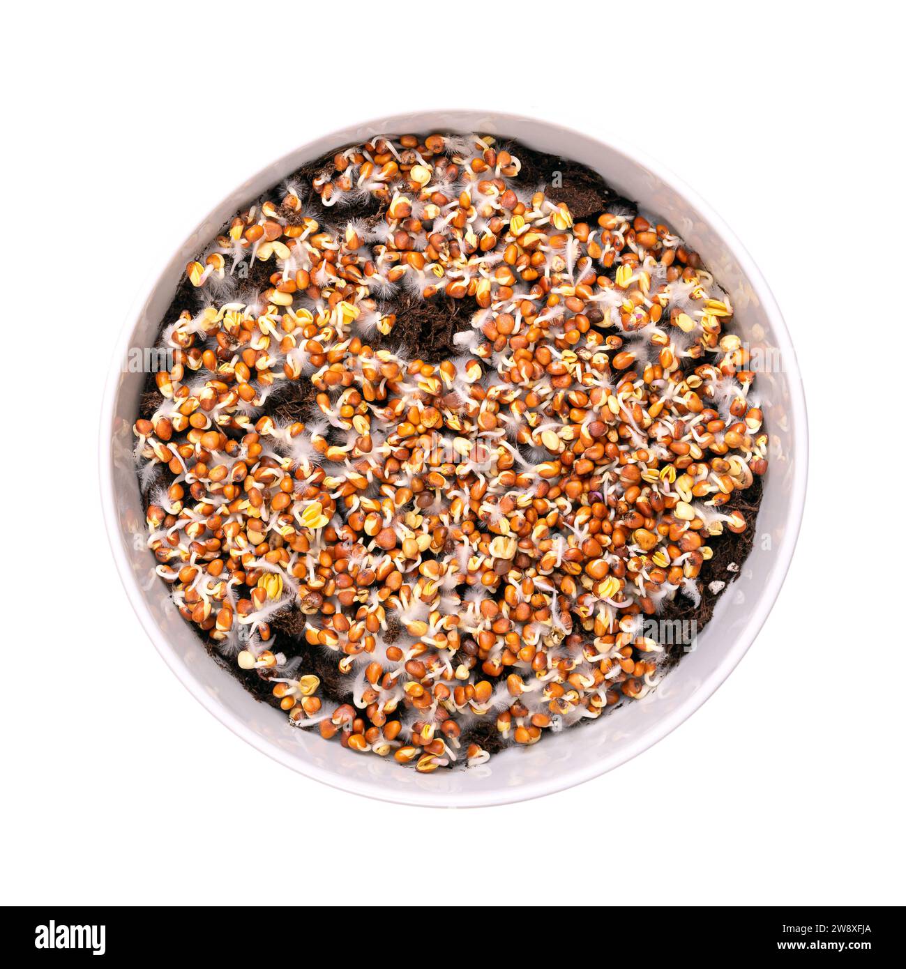 Germes de radis germant sur sol humus, dans un bol blanc. Cotylédons de Raphanus sativus, avec de petits poils racinaires, souvent confondus avec la moisissure. Banque D'Images