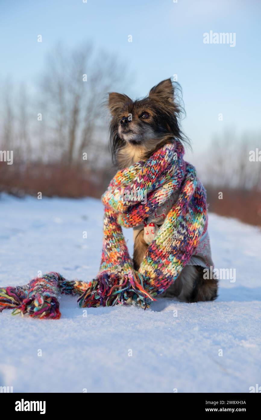 Un chien très obéissant exécute la commande Sit. Banque D'Images