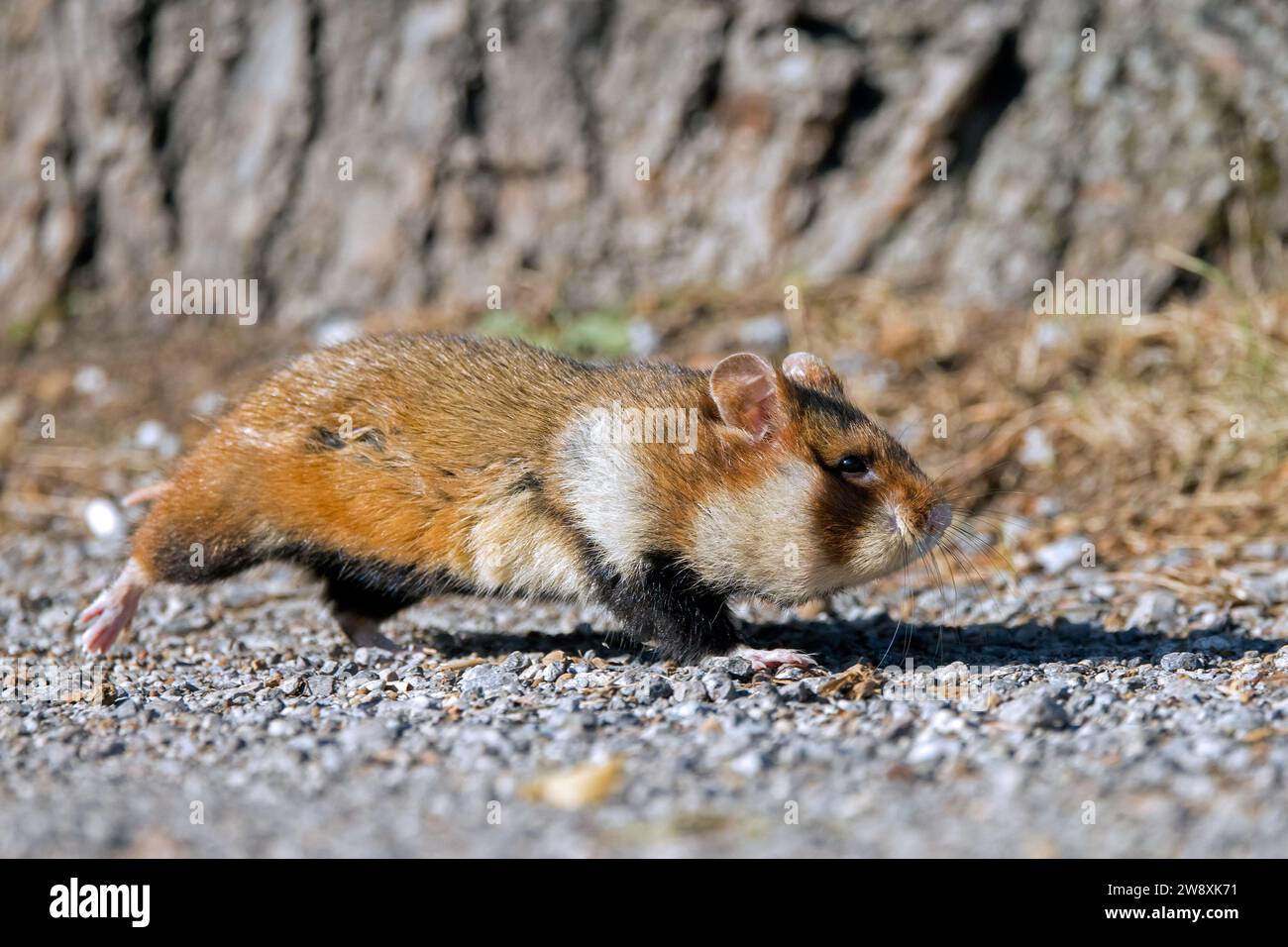 Hamster européen / hamster eurasien / hamster à ventre noir / hamster commun (Cricetus cricetus) passant devant un arbre Banque D'Images