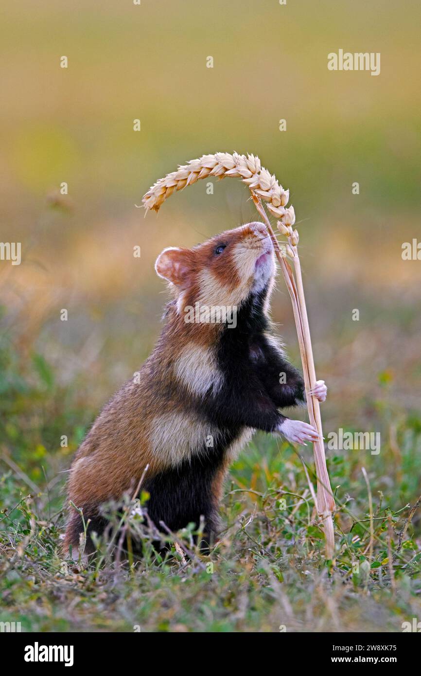 Hamster européen / hamster eurasien / hamster à ventre noir / hamster commun (Cricetus cricetus) debout pour atteindre l'épi / épi de blé dans le champ Banque D'Images