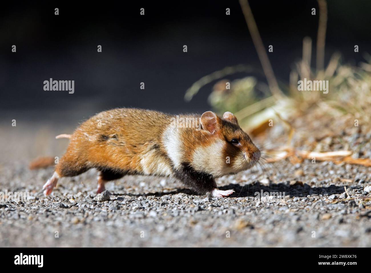 Hamster européen / hamster eurasien / hamster à ventre noir / hamster commun (Cricetus cricetus) chemin de circulation et de traversée / route à la campagne Banque D'Images