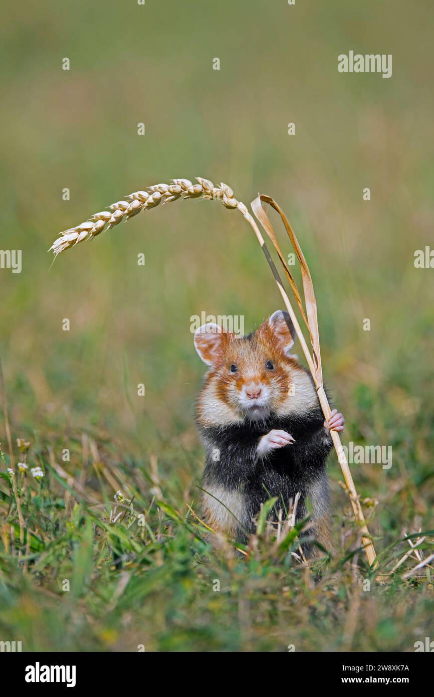Hamster européen / hamster eurasien / hamster à ventre noir / hamster commun (Cricetus cricetus) debout pour atteindre l'épi / épi de blé dans le champ Banque D'Images