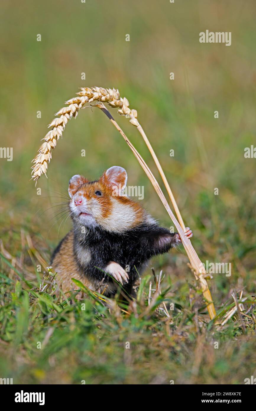 Hamster européen / hamster eurasien / hamster à ventre noir / hamster commun (Cricetus cricetus) debout pour atteindre l'épi / épi de blé dans le champ Banque D'Images