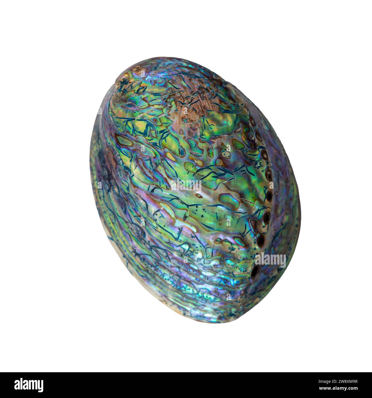 Grande coquille polie Paua Abalone d'Indonésie : un coquillage multicolore sur fond blanc. Banque D'Images