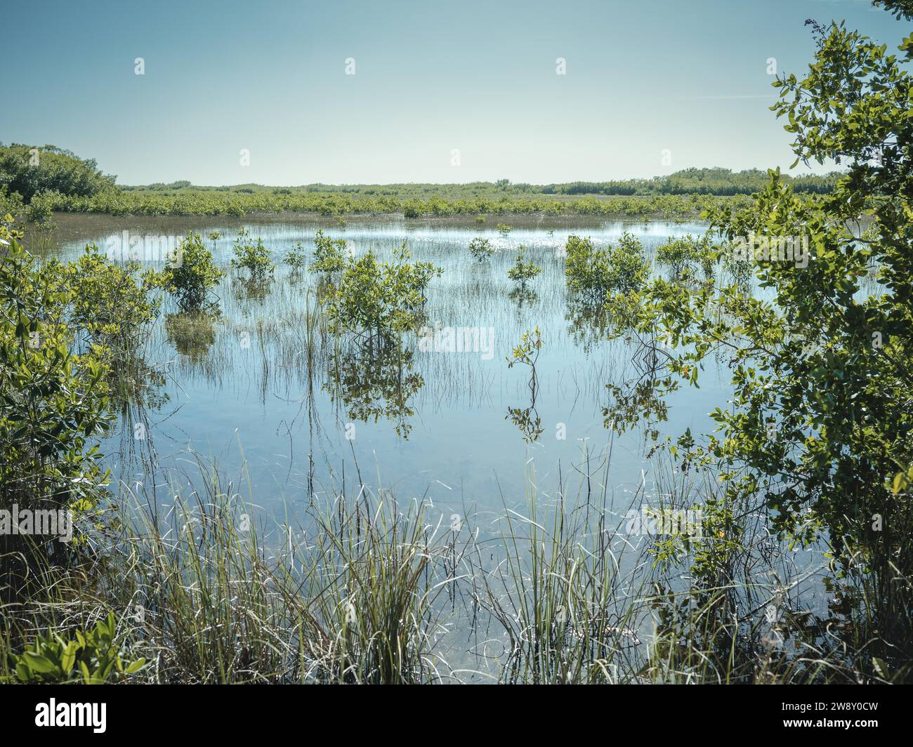 Lagon, Big Cypress National Preserve, Everglades, Amérique du Nord, Floride, États-Unis Banque D'Images