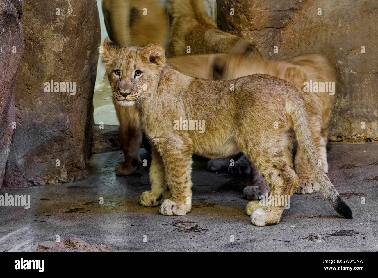 Lion africain (Panthera leo) jeune, captif, distribution Afrique Banque D'Images