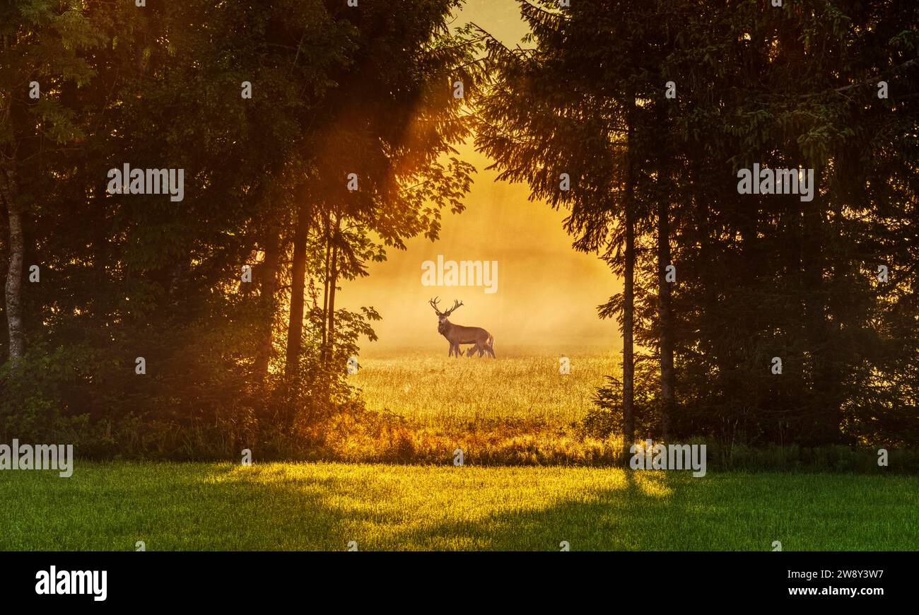 Ostin Deer Collage, Bavière, Allemagne Banque D'Images