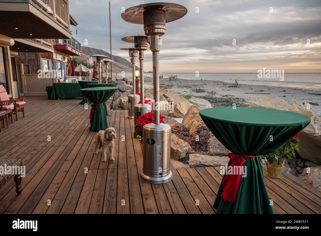 Le chien Labradoodle se tient sous un radiateur de fête sur la terrasse de la plage surplombant l'océan Pacifique au coucher du soleil. Banque D'Images