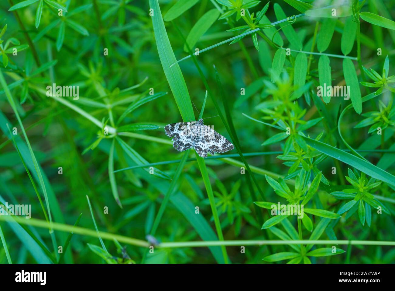 Epirrhoe tristata famille Geometridae genre Epirrhoe petite argent et sable papillon sauvage fond d'écran d'insecte de nature sauvage, image, photographie Banque D'Images