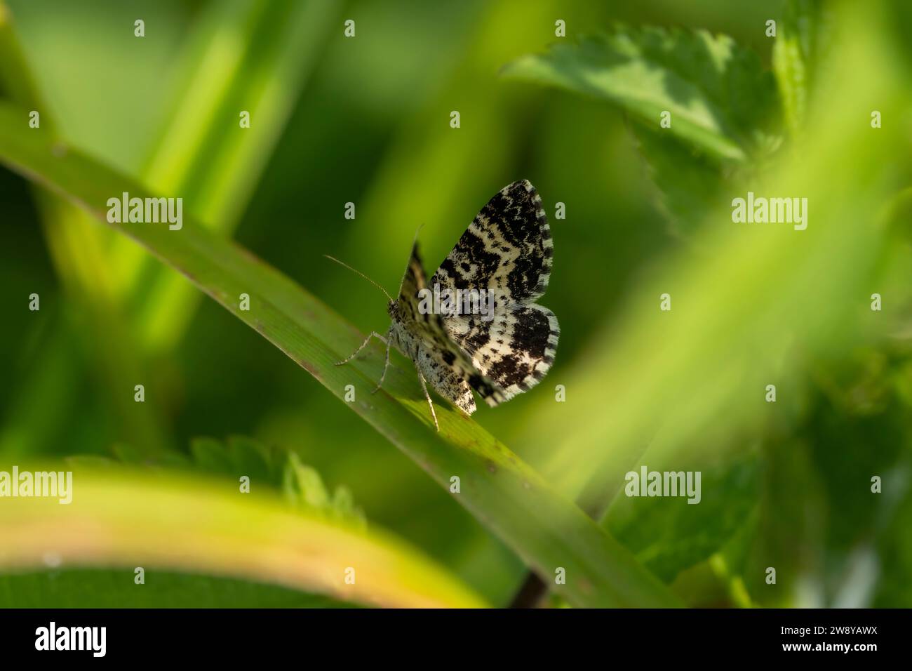 Epirrhoe tristata famille Geometridae genre Epirrhoe petite argent et sable papillon sauvage fond d'écran d'insecte de nature sauvage, image, photographie Banque D'Images