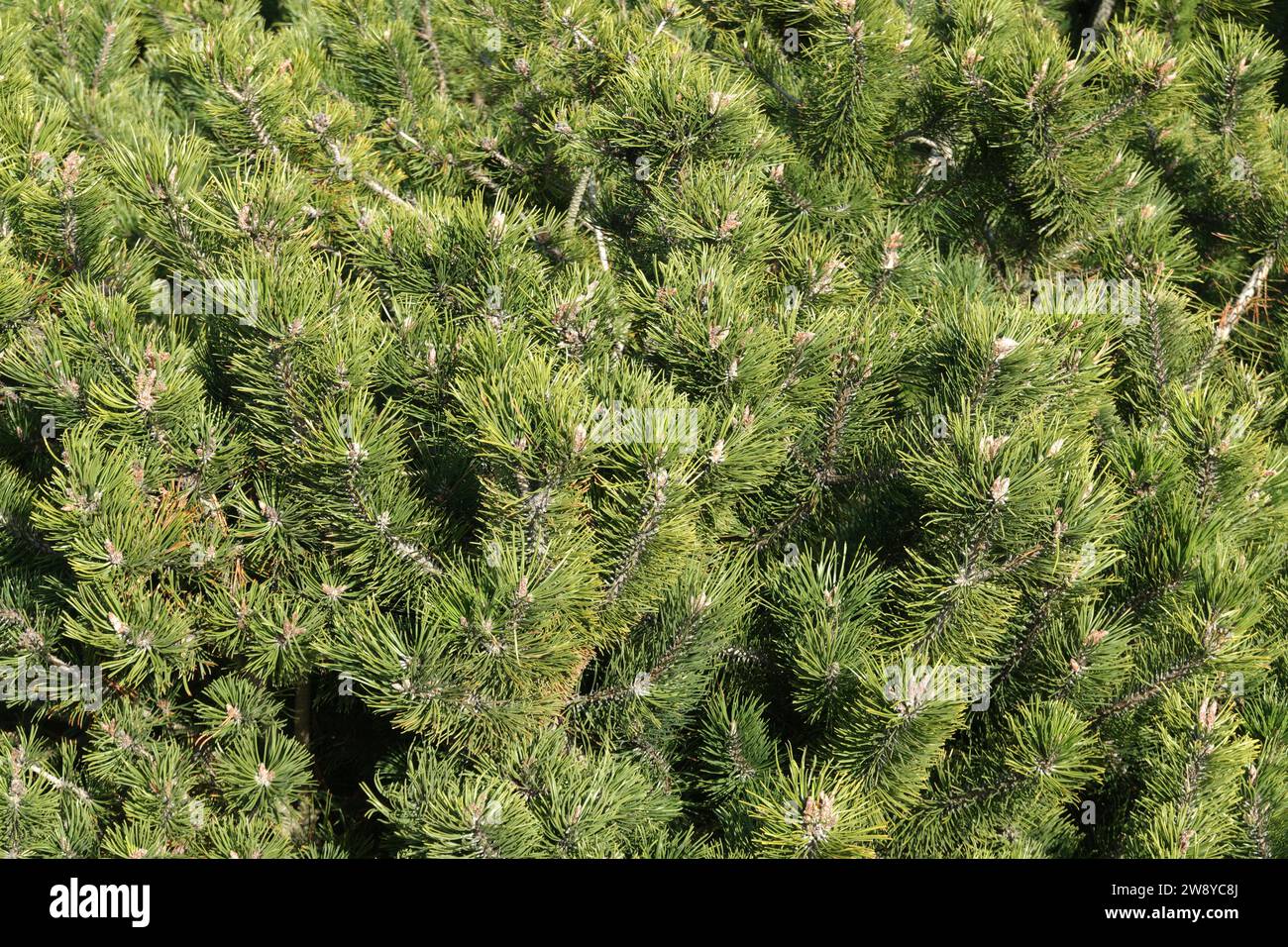 Branches de pin denses avec l'aiguille de sapin vert et les pousses de fleurs vue en gros plan Banque D'Images