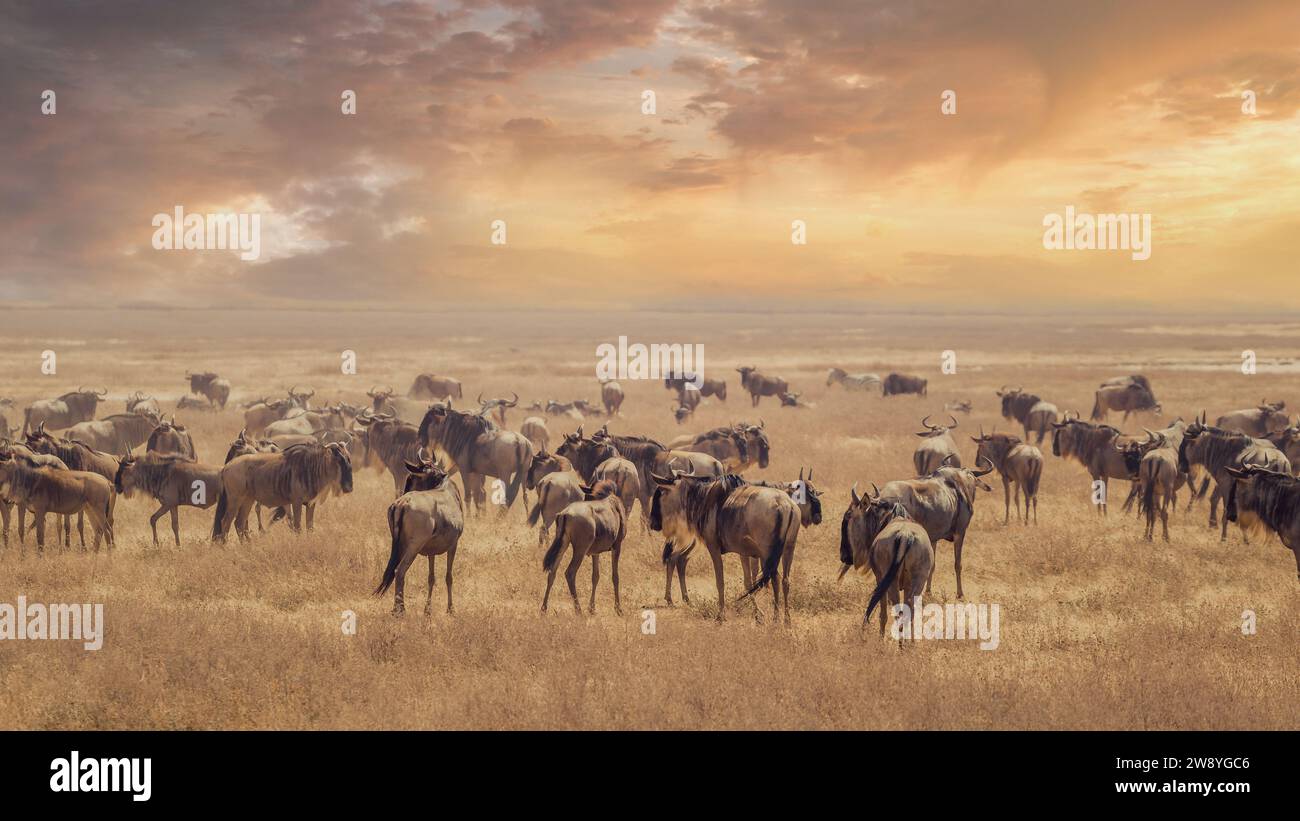 Goup of Wildebeest (Connochaetes taurinus), avec un ciel jaune à Ngorongoro, Tanzanie Banque D'Images