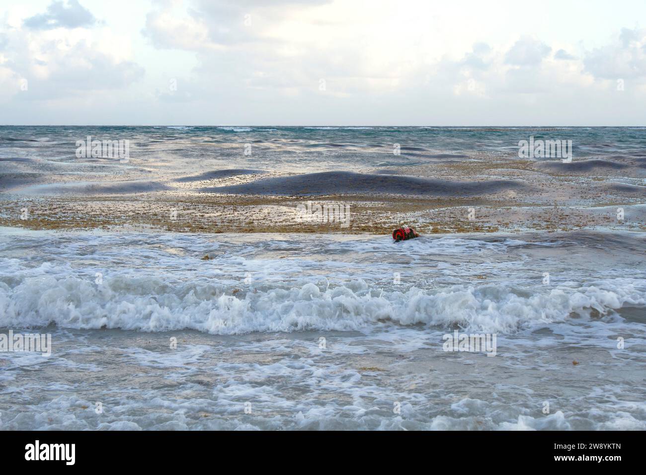 Océan Atlantique, Golfe du Mexique les vagues sont couvertes d'algues sargasses à Playa Del Carmen, Quintana Roo, plage de Mexico. Pollution de l'eau par les algues Banque D'Images