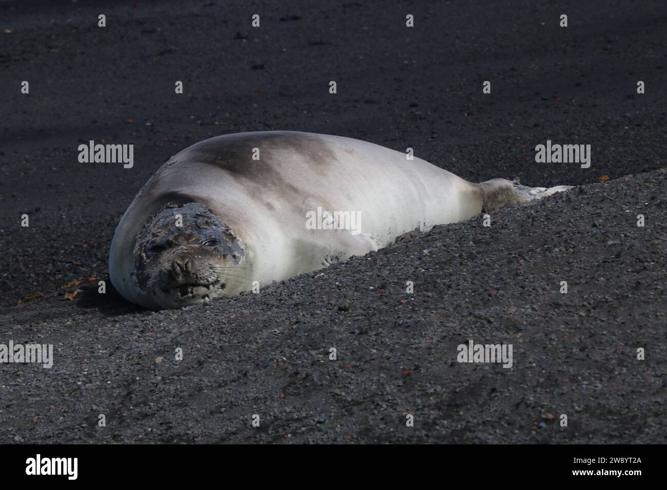 Faune sauvage en Antarctique. Banque D'Images