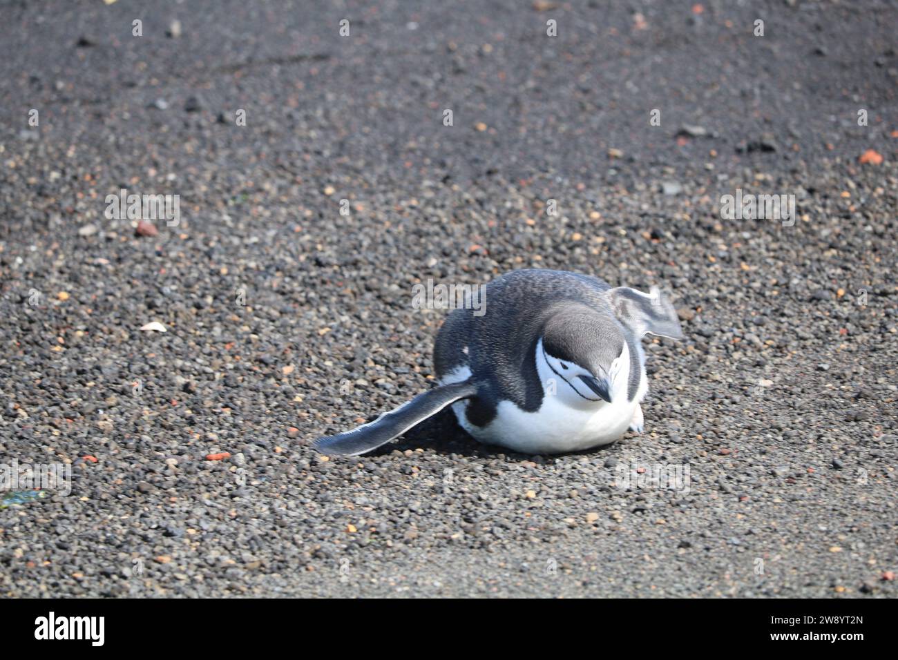 Faune sauvage en Antarctique. Banque D'Images