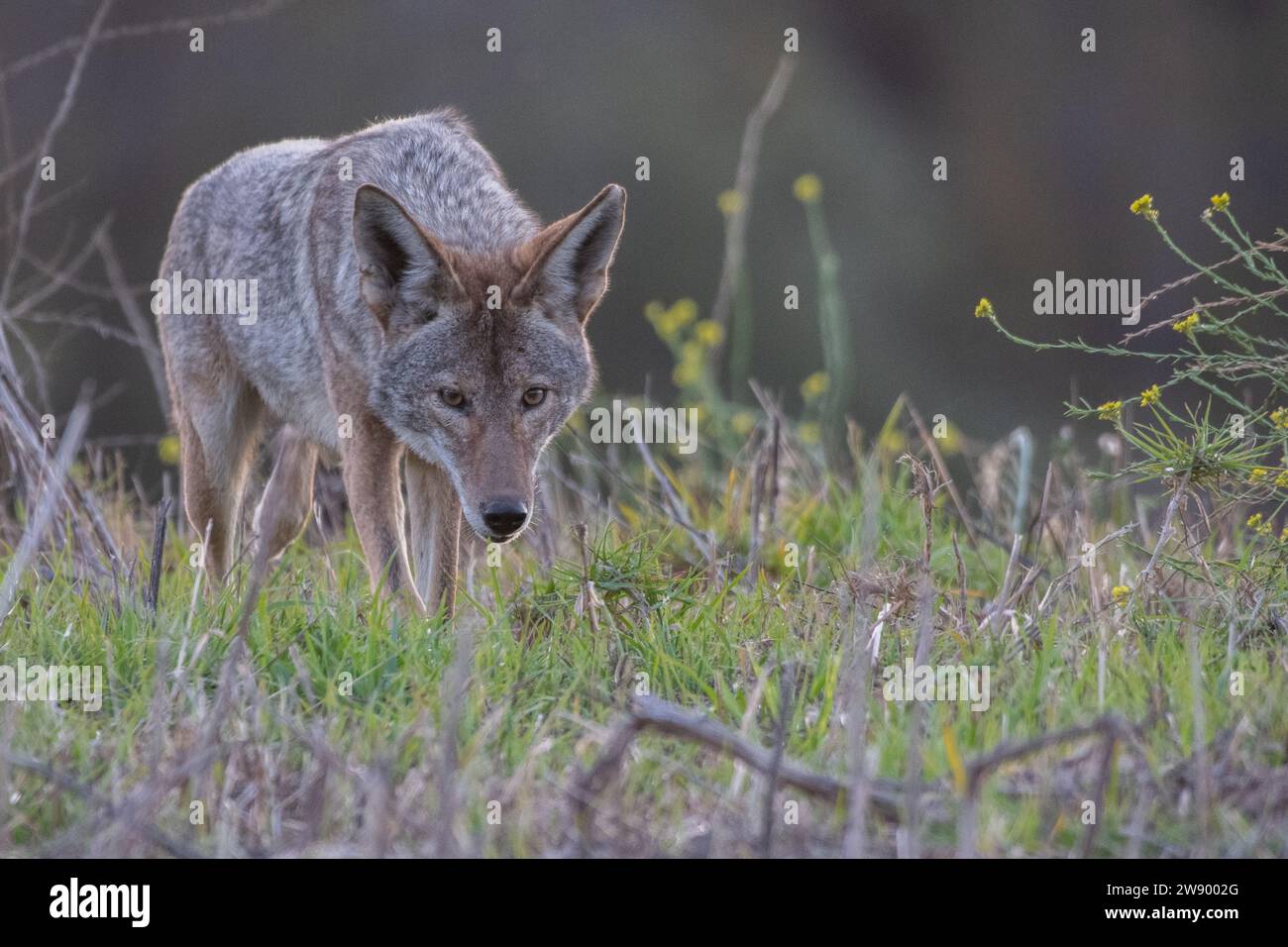 Un coyote sauvage, canis latrans, de la région de la baie de San Francisco en Californie, aux États-Unis. Banque D'Images