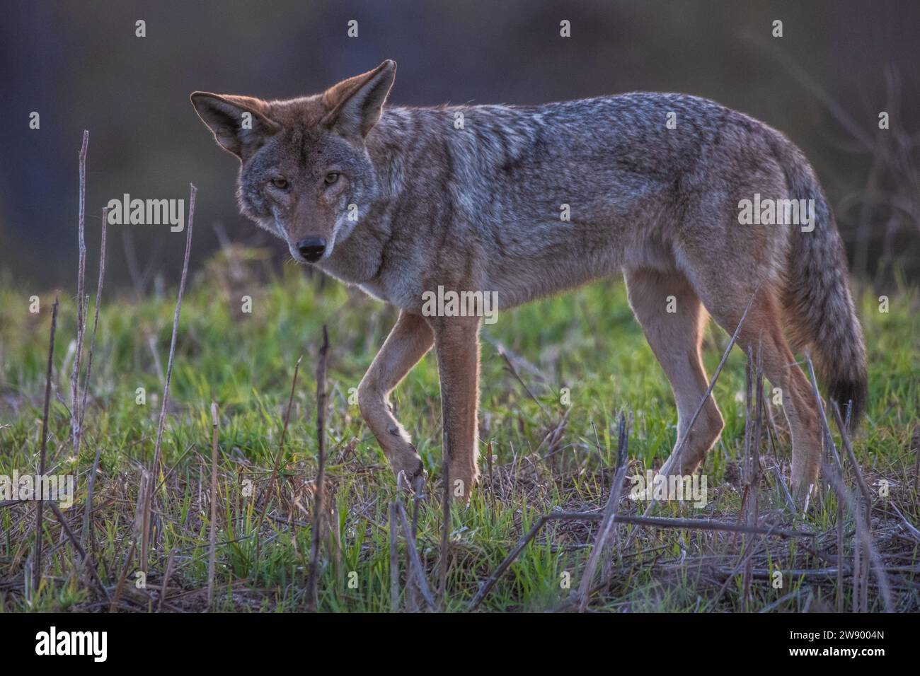 Un coyote sauvage, canis latrans, de la région de la baie de San Francisco en Californie, aux États-Unis. Banque D'Images
