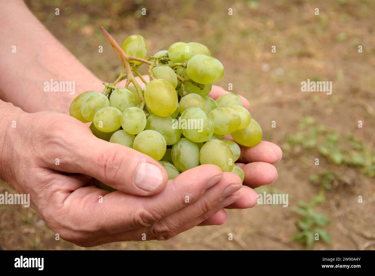 Grappe de raisins mûrs dans les mains du fermier. Les mains des hommes tenant des raisins frais au vignoble. Récolte d'automne. Gros plan. Mise au point sélective. Espace de copie Banque D'Images