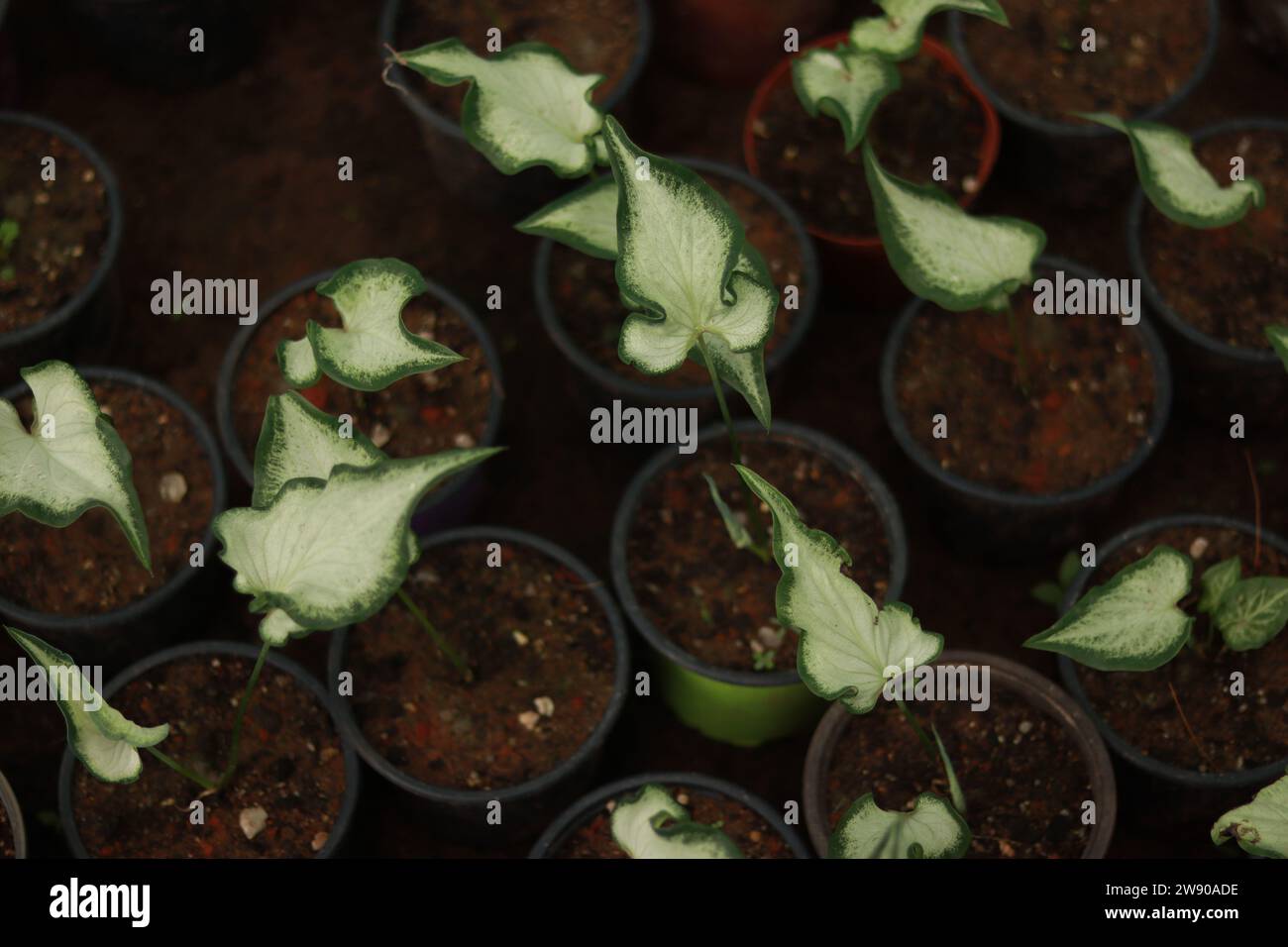 Arrowhead plants Variegated Leaves Pattern fond d'écran nursery fond d'écran pointé vert foncé téléphone portable maison plante tropical feuillage exotique unique Banque D'Images