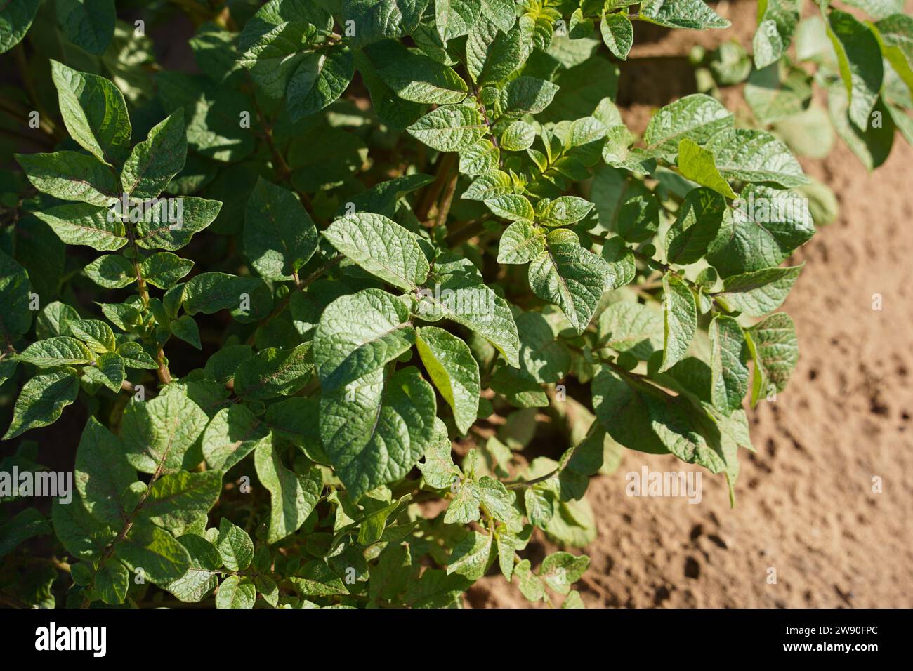Pommes de terre. Rangées de jeunes pousses de plantes dans un lit trempé sur un terrain de ferme Banque D'Images