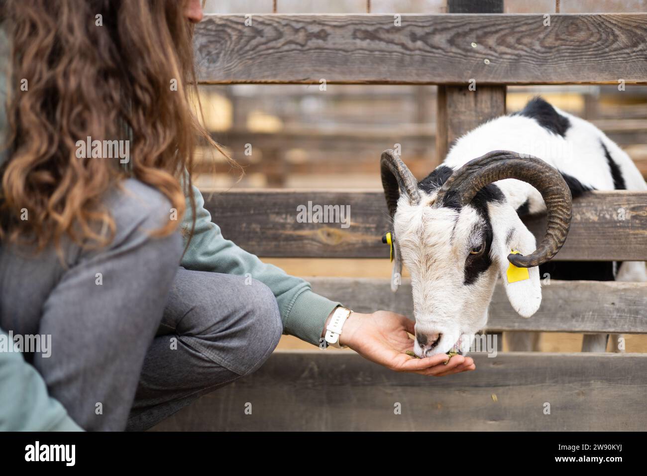 Femme agricultrice nourrissant des chèvres à la main sur une ferme biologique. Soins et bien-être des animaux. Banque D'Images