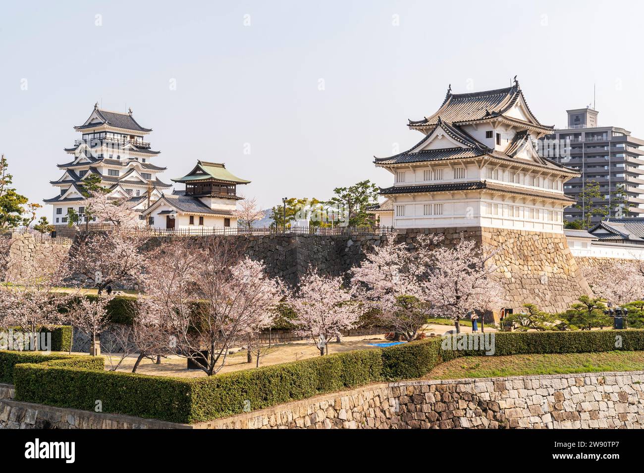 Château de Fukuyama, Japon. Murs de pierre Ishigaki, cerisiers en fleurs, le Fushimi yagura, tourelle, le Shorou, clocher et donjon du château blanc. Banque D'Images