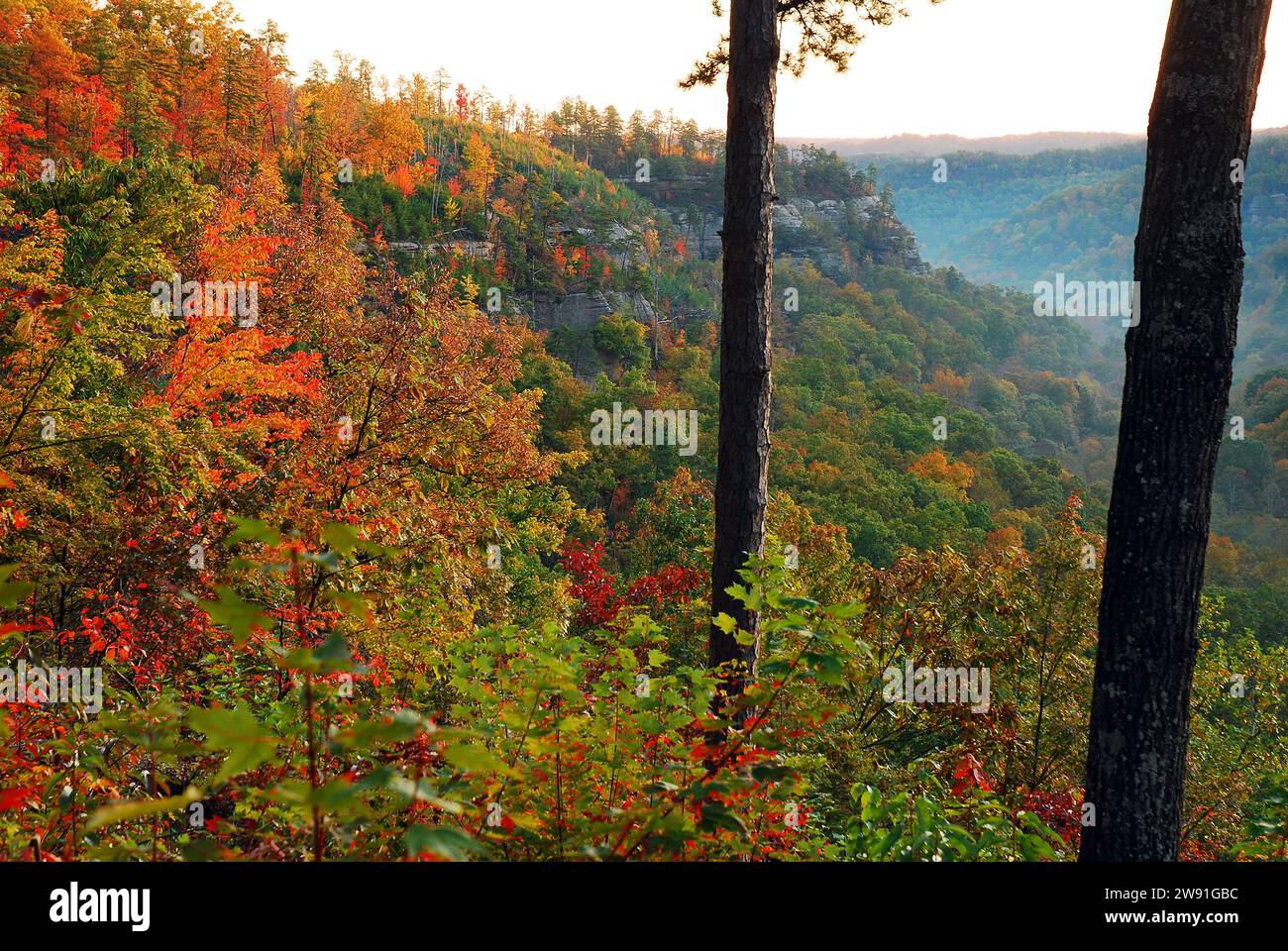 Des couleurs d'automne éclatantes éclatent le long du flanc d'une montagne dans une gorge un jour d'automne Banque D'Images