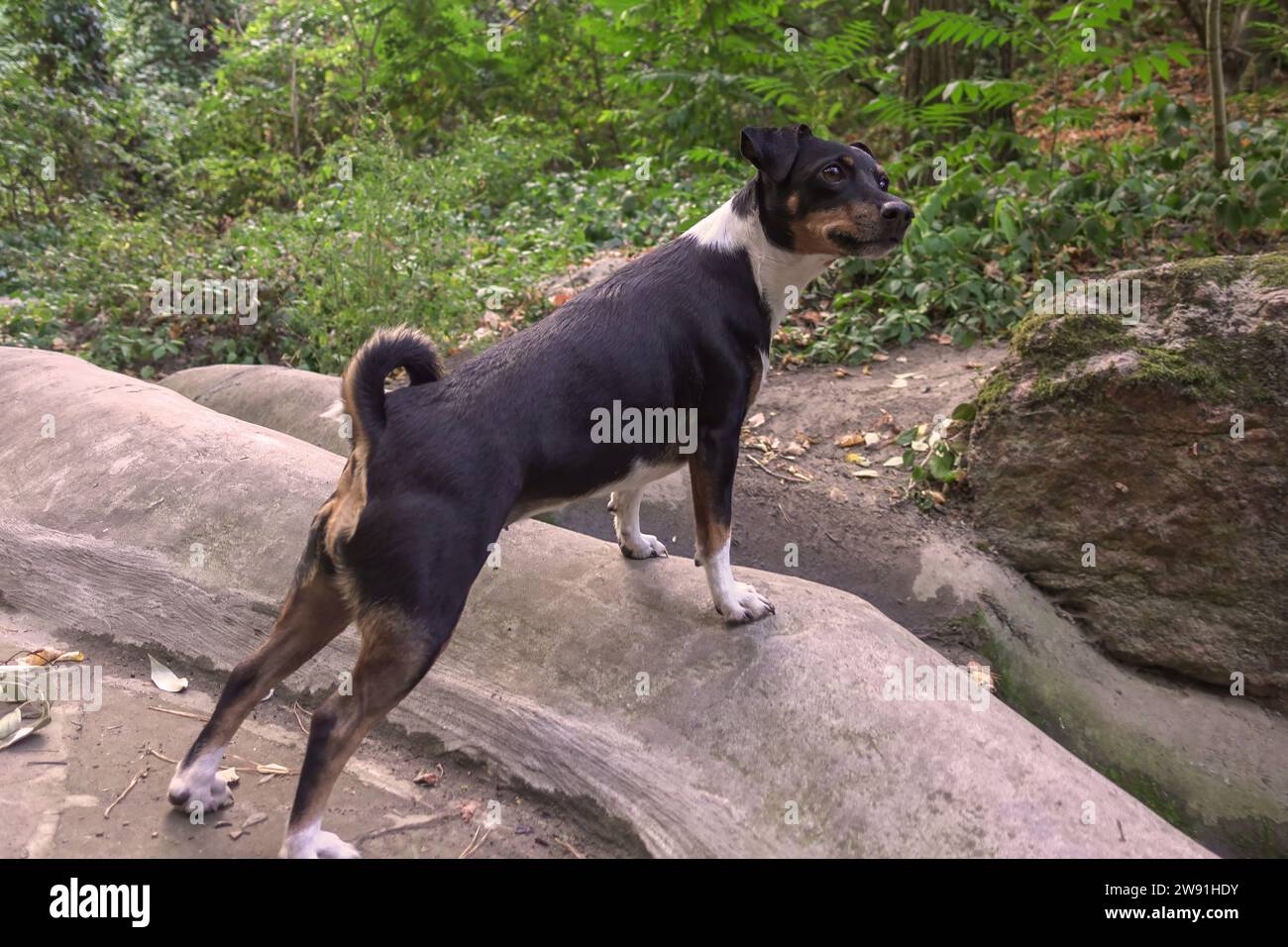 Jack Russell Terrier chien pour une promenade dans le parc Banque D'Images