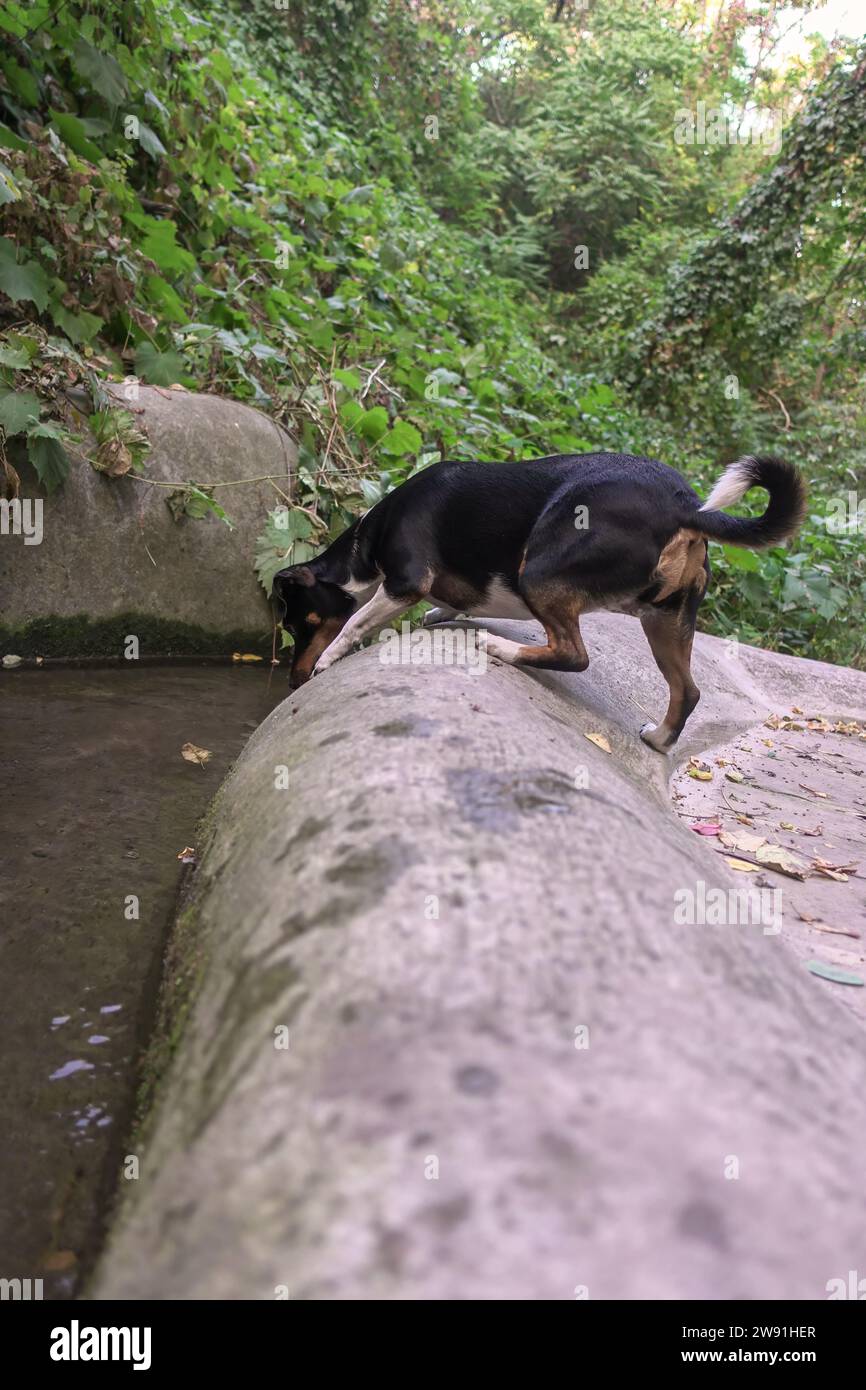 Un chien Jack Russell Terrier regarde dans un ruisseau dans le parc pendant une promenade Banque D'Images