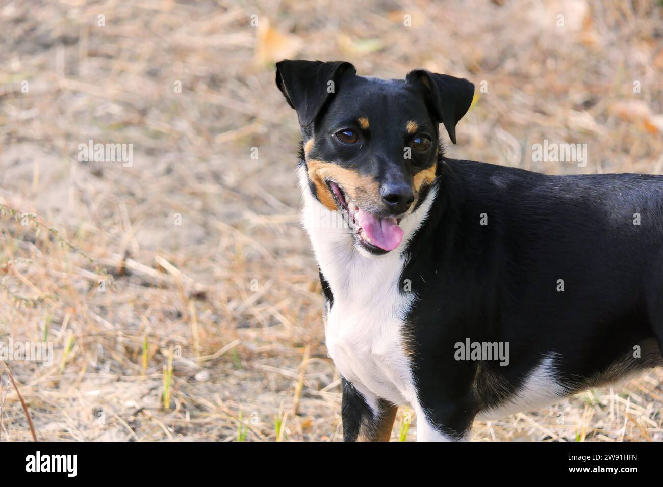 Chiens de la race Jack Russell Terrier sur un fond d'automne Banque D'Images