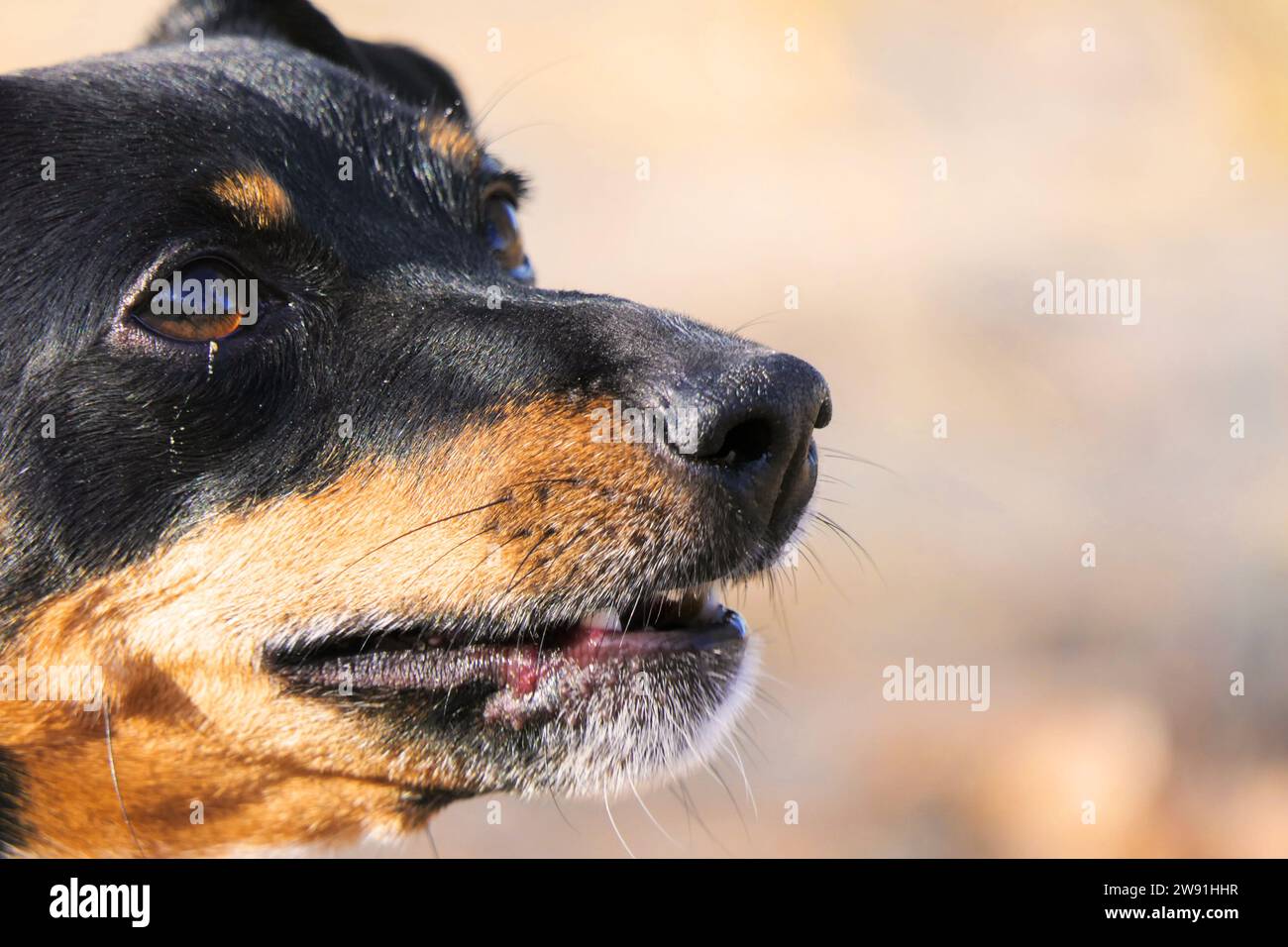 Gros plan sur la muselière d'un chien Jack Russell Terrier Banque D'Images