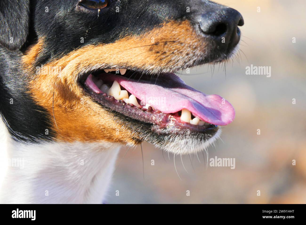 Gros plan sur la muselière d'un chien Jack Russell Terrier Banque D'Images
