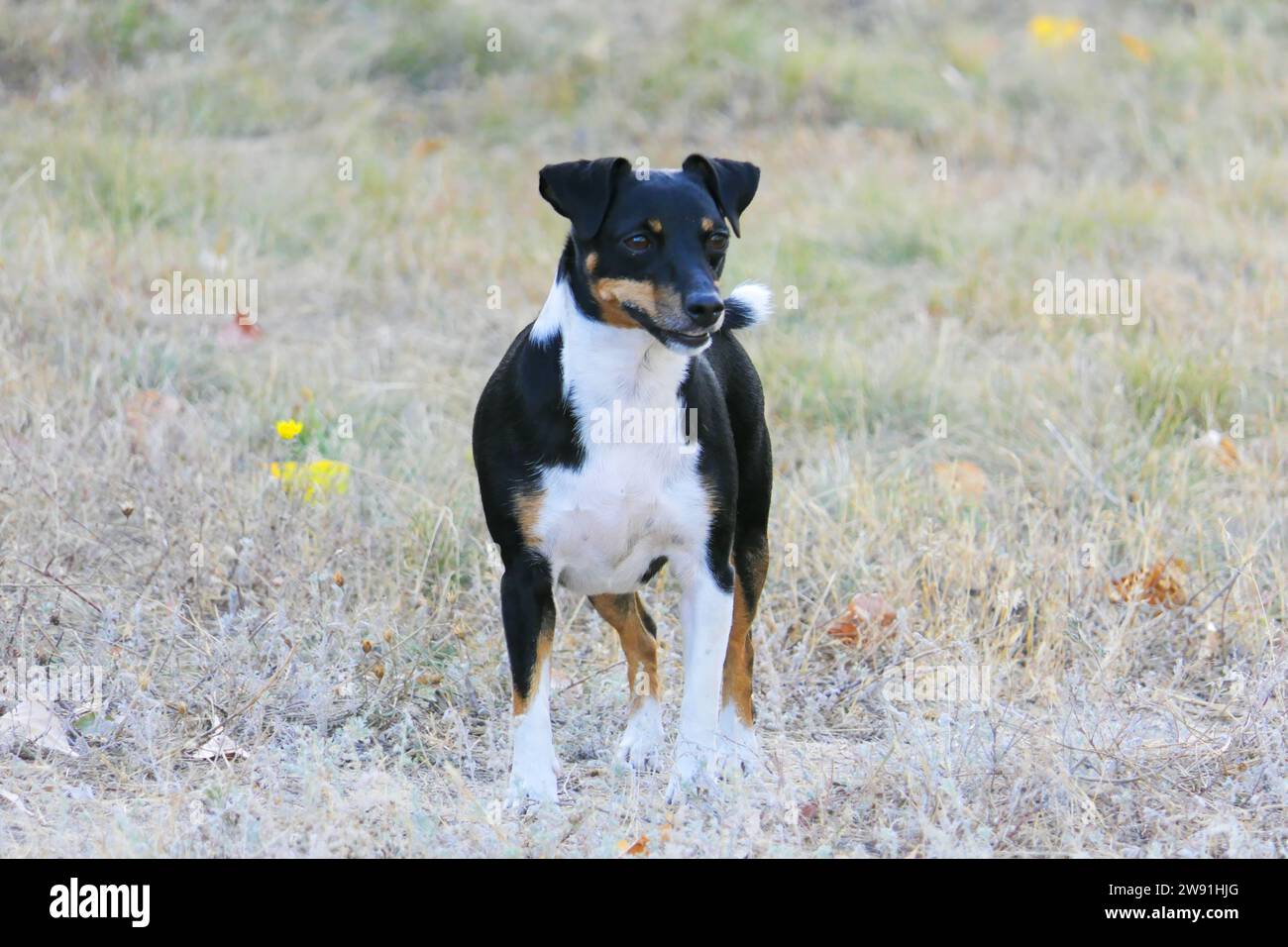 Chiens de la race Jack Russell Terrier sur un fond d'automne Banque D'Images