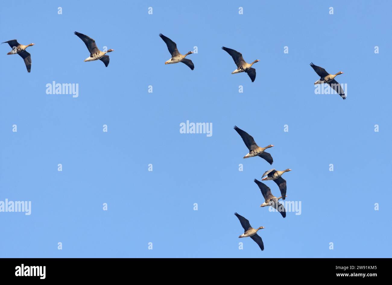 Pas un grand troupeau d'oies à front blanc (Anser albifrons) en vol au-dessus du ciel bleu du printemps matinal Banque D'Images