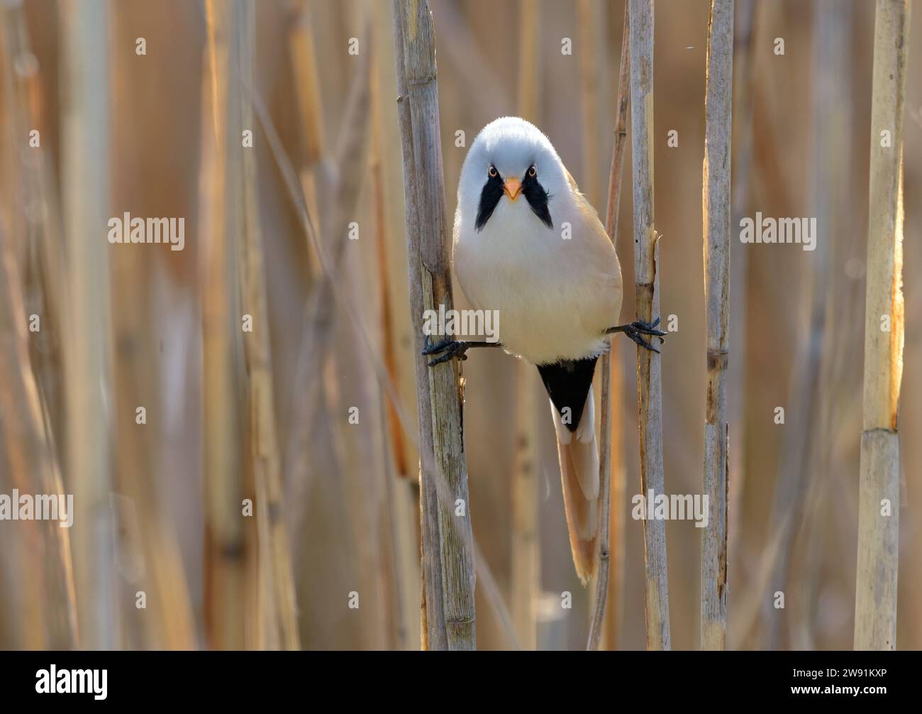 Anse barbelée mâle (panurus biarmicus) perchée en parfaite séparation entre deux cannes de roseau au printemps Banque D'Images