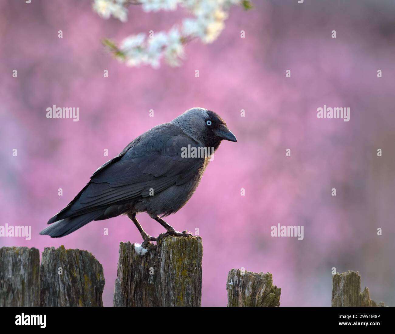 Le jackdaw occidental (corvus monedula) se trouve sur la clôture de campagne le matin de printemps avec la floraison dans la saison des fleurs Banque D'Images