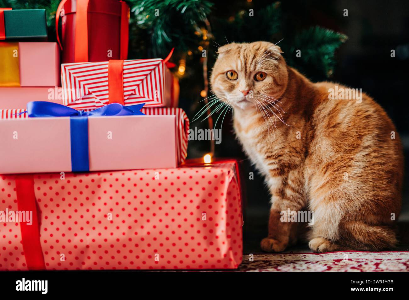 Chat gingembre assis à côté des cadeaux de Noël à la maison Banque D'Images