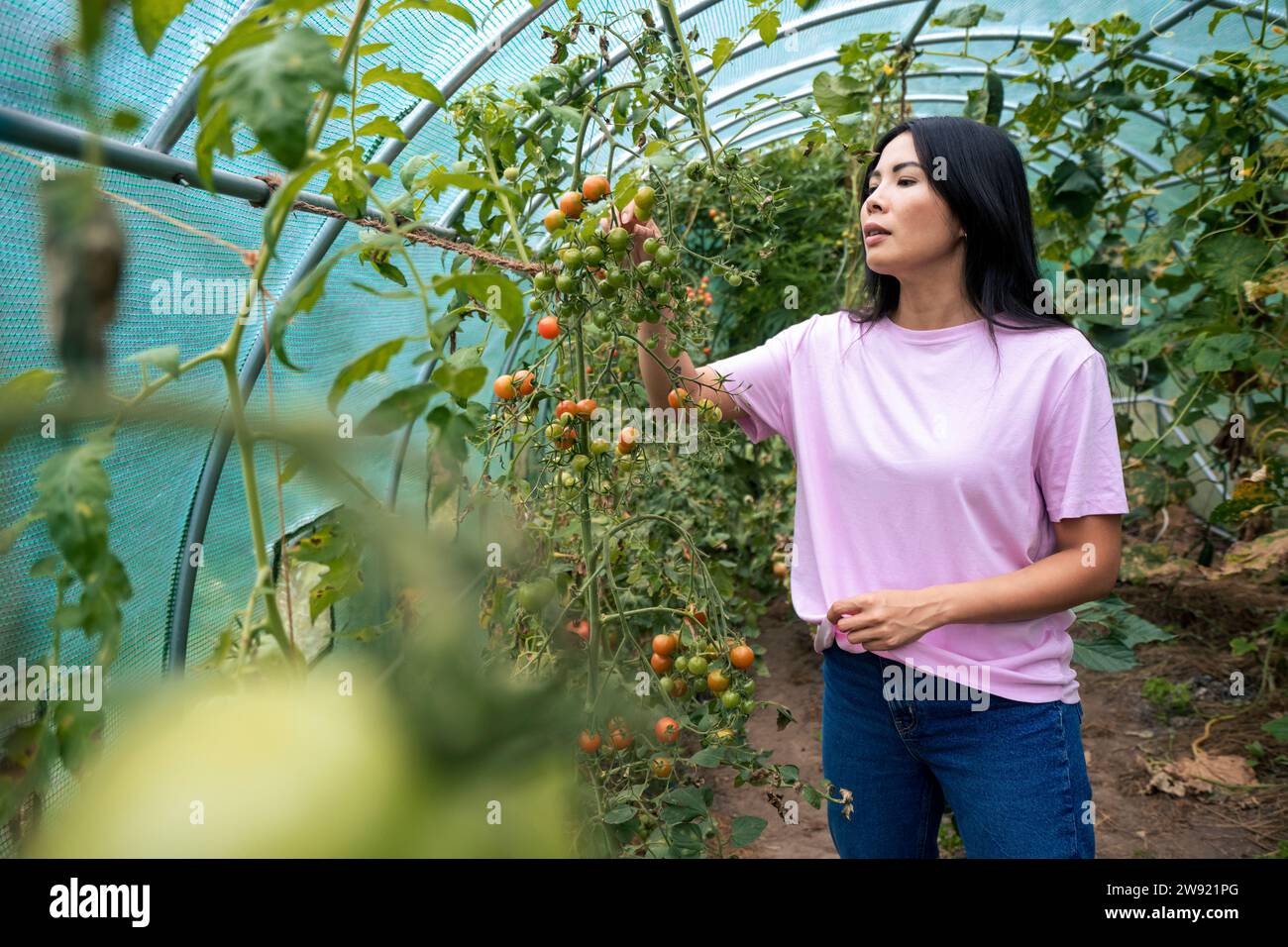Femme cueillant des tomates de la plante en serre Banque D'Images