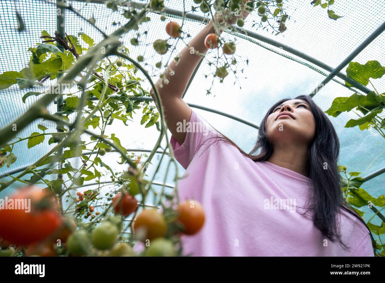 Woman picking tomatoes in greenhouse Banque D'Images