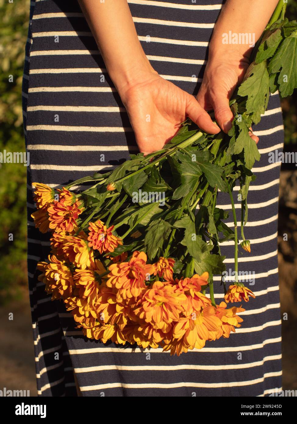 Un gros plan vertical d'une femme dans une robe rayée tenant un bouquet de chrysanthèmes orange derrière son dos. Banque D'Images