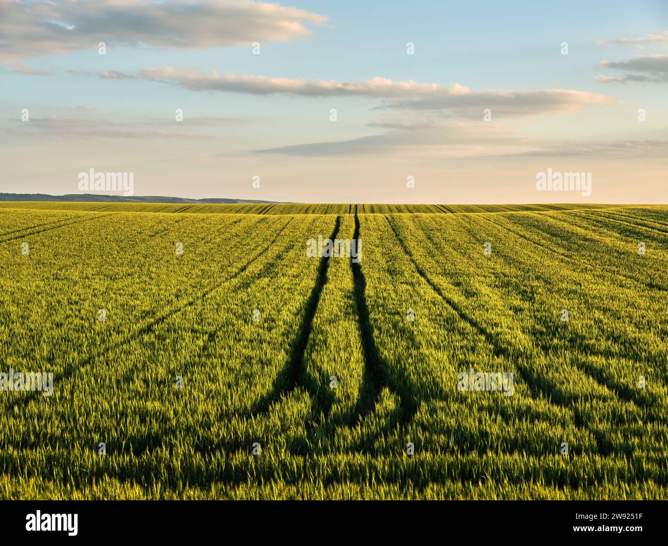Serbie, province de Voïvodine, champ de blé vert au crépuscule d'été Banque D'Images Serbie, province de Voïvodine, champ de blé vert au crépuscule d'été Banque D'Images