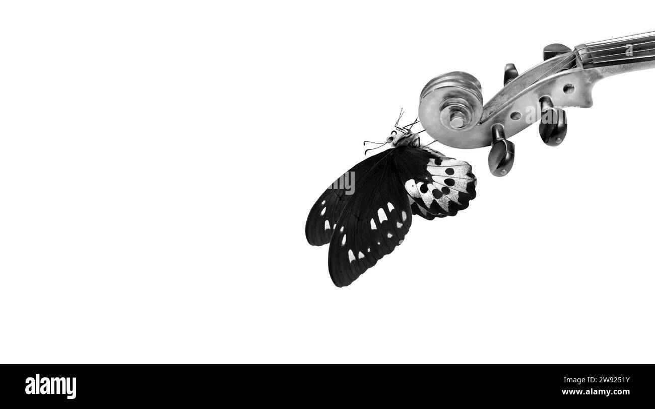 Manche de violon. Concept de mélodie. Papillon tropical sur col de violon isolé sur blanc. Noir et blanc. Concept musical. Birdwing de Rothschild Banque D'Images