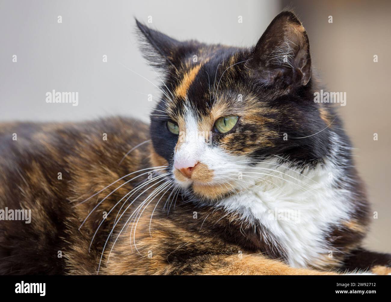 Chat écaille de tortue, Royaume-Uni Banque D'Images