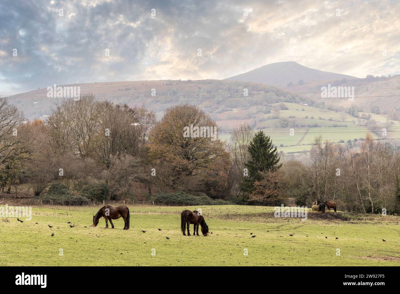 Chevaux broutant dans Winder avec Sugar Loaf montagne en distance, Llanfoist, Abergavenny, pays de Galles, Royaume-Uni Banque D'Images