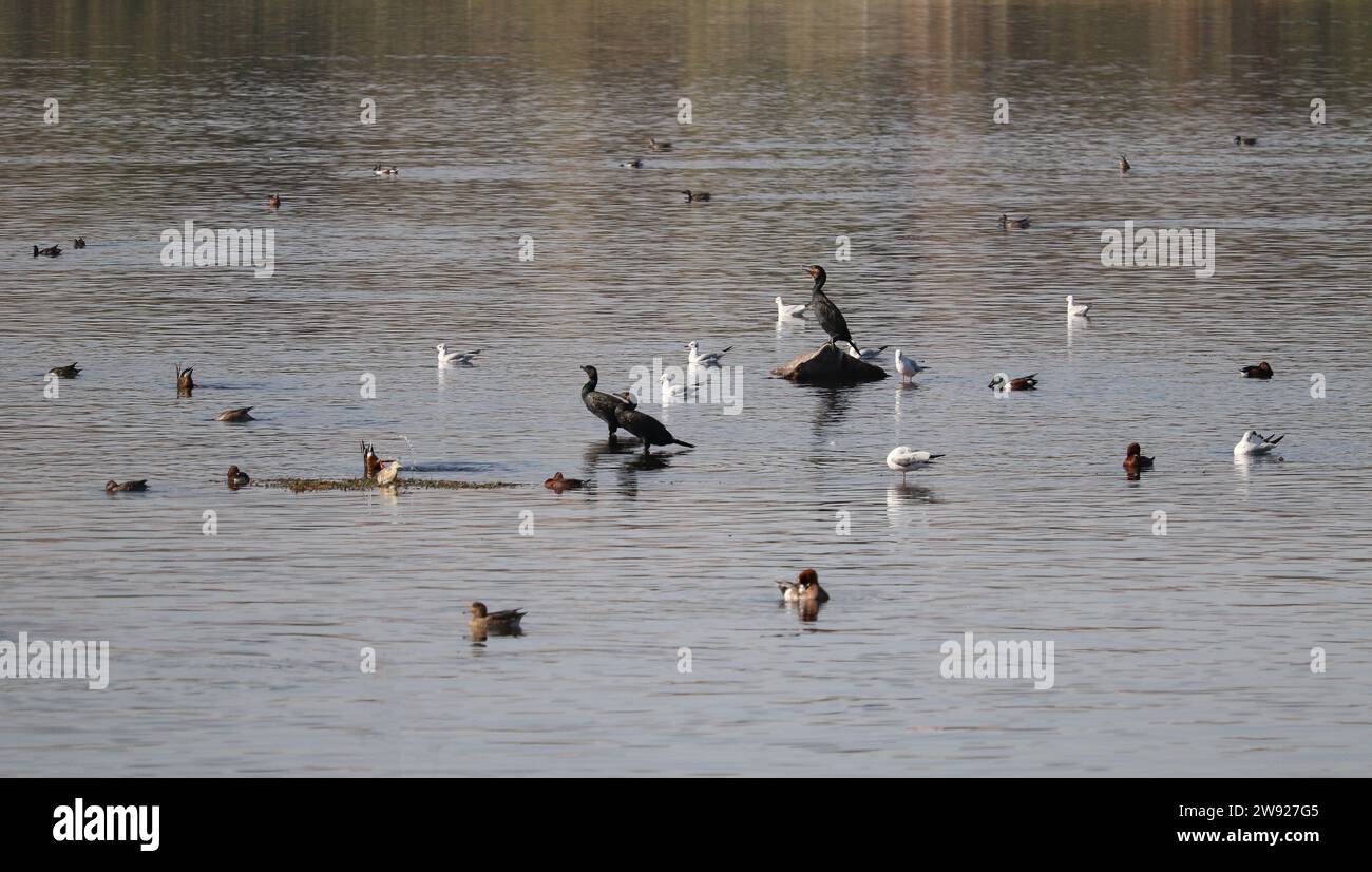 Beaux oiseaux sur le Nil à Assouan, Egypte Banque D'Images