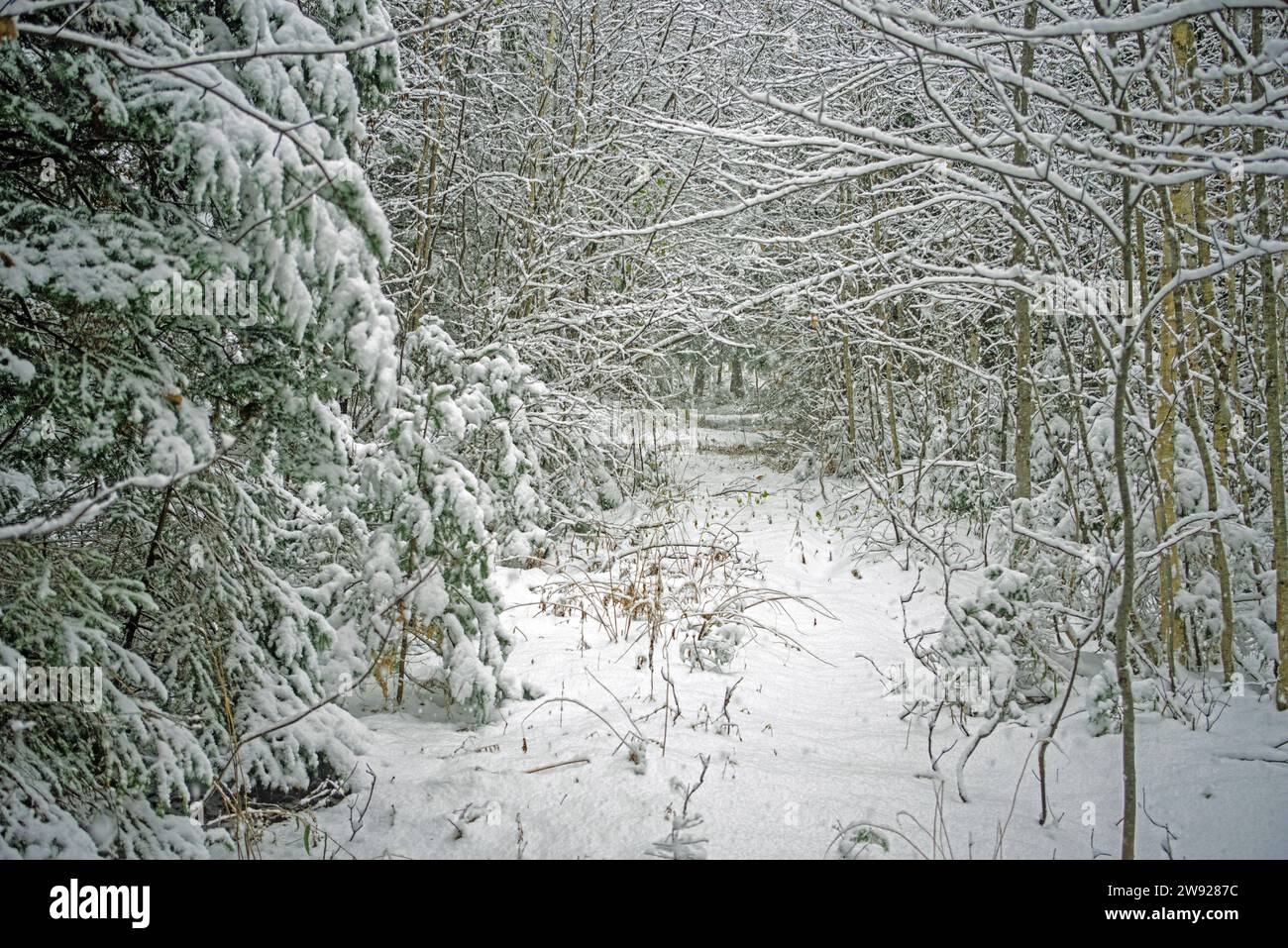 Un sentier hivernal après une neige précoce au Nouveau-Brunswick Canada Banque D'Images