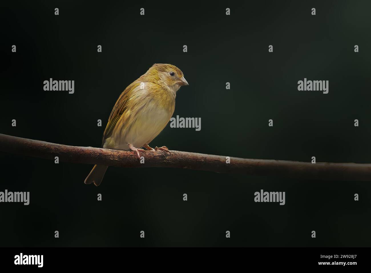 Femelle de l'oiseau-nageoire safran (Sicalis flaveola) Banque D'Images